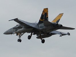hornet